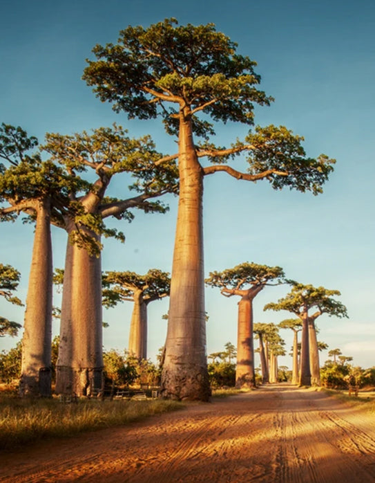 baobab trees