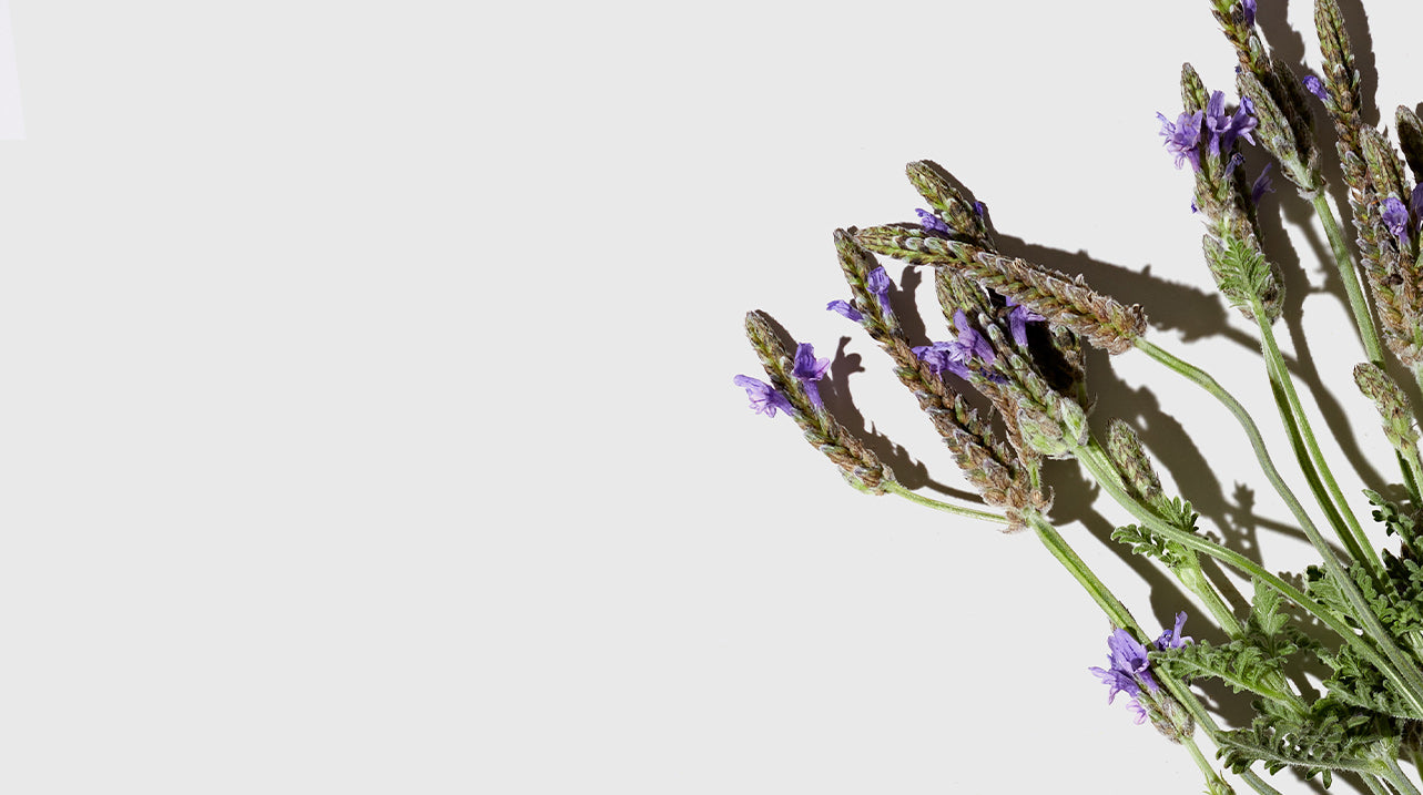 Lavender Collection Image